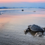 La mejor temporada de liberación de tortugas está en Nayarit