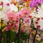 Descubre la belleza de las orquídeas en el Museo Casa del Risco, con la expo “México en sus orquídeas”