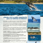 Nayarit es hogar de uno los encuentros más impresionantes de la naturaleza