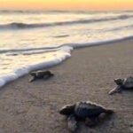 Inicia la liberación de tortugas marinas en Puerto Vallarta